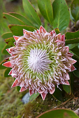 HERM_ISLAND__CHANNEL_ISLANDS__FLOWER_OF_THE_KING_PROTEA