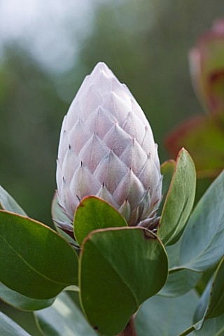 HERM_ISLAND__CHANNEL_ISLANDS__EMERGING_BUD_OF_THE_KING_PROTEA