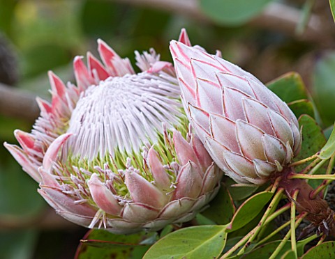 HERM_ISLAND__CHANNEL_ISLANDS__FLOWER_OF_THE_KING_PROTEA