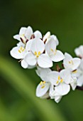HERM ISLAND  CHANNEL ISLANDS - WHITE FLOWERS OF LIBERTIA GRANDIFLORA