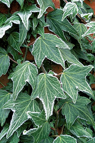 FROSTED_IVY_HEDERA_GREEN_RIPPLE