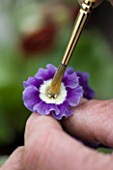 W & S LOCKYER AURICULA NURSERY -  AURICULA EXPERT AND GROWER WILLIAM LOCKYER PREPARING AN AURICULA FLOWER FOR POLLINATION -BY TAKING THE POLLEN TO PLACE ON THE FEMALE FLOWER PARTS