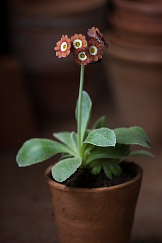 W__S_LOCKYER_AURICULA_NURSERY___AURICULA_BROWNIE_IN_TERRACOTTA_CONTAINER_IN_POTTING_SHED