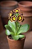 W & S LOCKYER AURICULA NURSERY -  AURICULA SUMO IN TERRACOTTA CONTAINER IN POTTING SHED