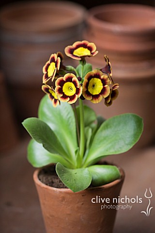 W__S_LOCKYER_AURICULA_NURSERY___AURICULA_SUMO_IN_TERRACOTTA_CONTAINER_IN_POTTING_SHED