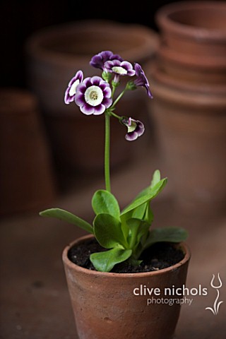 W__S_LOCKYER_AURICULA_NURSERY___AURICULA_STELLA_SOUTH_IN_TERRACOTTA_CONTAINER_IN_POTTING_SHED
