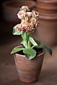 W & S LOCKYER AURICULA NURSERY -  AURICULA SHAUN IN TERRACOTTA CONTAINER IN POTTING SHED