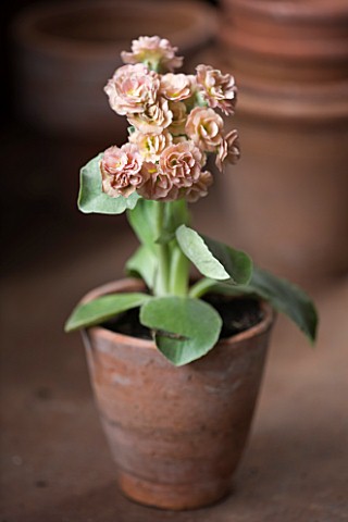 W__S_LOCKYER_AURICULA_NURSERY___AURICULA_SHAUN_IN_TERRACOTTA_CONTAINER_IN_POTTING_SHED