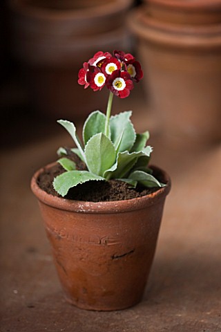 W__S_LOCKYER_AURICULA_NURSERY___AURICULA_TRUDY_IN_TERRACOTTA_CONTAINER_IN_POTTING_SHED