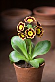 W & S LOCKYER AURICULA NURSERY -  AURICULA SUMO IN TERRACOTTA CONTAINER IN POTTING SHED