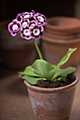 W & S LOCKYER AURICULA NURSERY -  AURICULA GAZZA IN TERRACOTTA CONTAINER IN POTTING SHED
