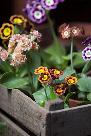 W__S_LOCKYER_AURICULA_NURSERY___AURICULAS_IN_A_WOODEN_CRATE_CONTAINER_IN_POTTING_SHED__LEFT_TO_RIGHT