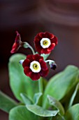 W & S LOCKYER AURICULA NURSERY -  AURICULA DALES RED IN TERRACOTTA CONTAINER IN POTTING SHED