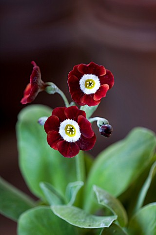 W__S_LOCKYER_AURICULA_NURSERY___AURICULA_DALES_RED_IN_TERRACOTTA_CONTAINER_IN_POTTING_SHED