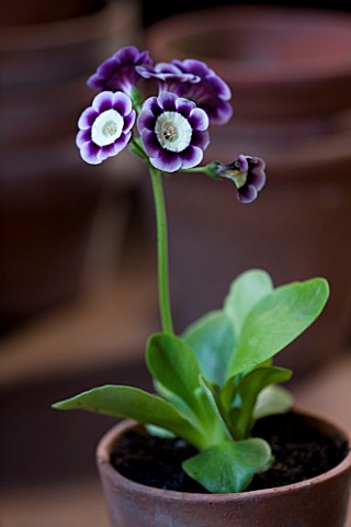 W__S_LOCKYER_AURICULA_NURSERY___AURICULA_STELLA_IN_TERRACOTTA_CONTAINER_IN_POTTING_SHED