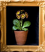 W & S LOCKYER AURICULA NURSERY -  AURICULA SUMO IN TERRACOTTA CONTAINER IN SIDE A GOLD PICTURE FRAME