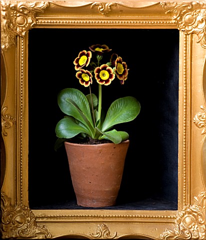 W__S_LOCKYER_AURICULA_NURSERY___AURICULA_SUMO_IN_TERRACOTTA_CONTAINER_IN_SIDE_A_GOLD_PICTURE_FRAME