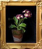 W & S LOCKYER AURICULA NURSERY -  AURICULA NIK WESTCOTT IN TERRACOTTA CONTAINER IN SIDE A GOLD PICTURE FRAME