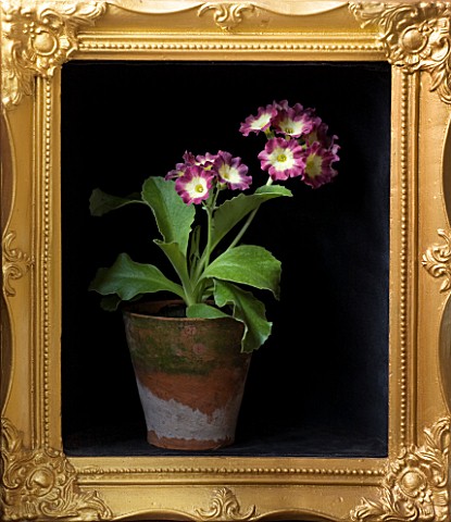 W__S_LOCKYER_AURICULA_NURSERY___AURICULA_NIK_WESTCOTT_IN_TERRACOTTA_CONTAINER_IN_SIDE_A_GOLD_PICTURE
