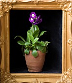 W & S LOCKYER AURICULA NURSERY -  PRIMULA AURICULA OLD IRISH BLUE IN TERRACOTTA CONTAINER IN SIDE A GOLD PICTURE FRAME