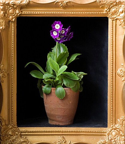 W__S_LOCKYER_AURICULA_NURSERY___PRIMULA_AURICULA_OLD_IRISH_BLUE_IN_TERRACOTTA_CONTAINER_IN_SIDE_A_GO