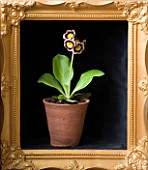 W & S LOCKYER AURICULA NURSERY - PRIMULA AURICULA  SIRIUS - ALPINE - IN TERRACOTTA CONTAINER IN SIDE A GOLD PICTURE FRAME