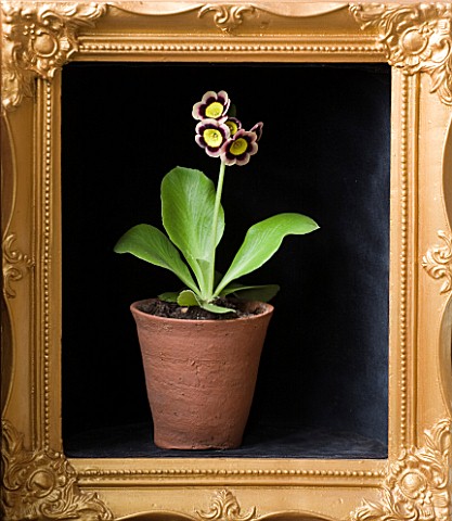 W__S_LOCKYER_AURICULA_NURSERY__PRIMULA_AURICULA__SIRIUS__ALPINE__IN_TERRACOTTA_CONTAINER_IN_SIDE_A_G