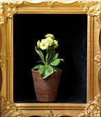 W & S LOCKYER AURICULA NURSERY -  AURICULA DAISY BANK CHARM IN TERRACOTTA CONTAINER IN SIDE A GOLD PICTURE FRAME