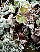 FROSTY LEAVES OF ALCHEMILLA MOLLIS. WOLLERTON OLD HALL  SHROPSHIRE