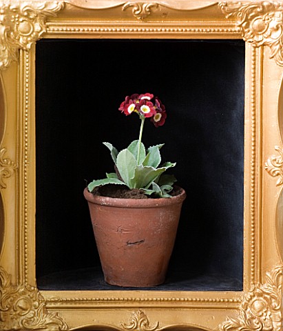 W__S_LOCKYER_AURICULA_NURSERY___AURICULA_IN_TERRACOTTA_CONTAINER_IN_SIDE_A_GOLD_PICTURE_FRAME