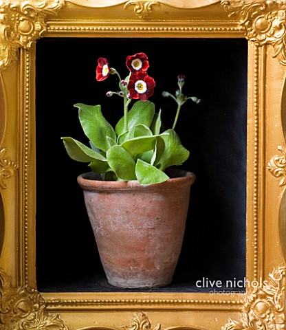 W__S_LOCKYER_AURICULA_NURSERY___PRIMULA_AURICULA__DALES_RED___BORDER_TYPE__IN_TERRACOTTA_CONTAINER_I
