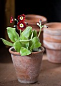 W & S LOCKYER AURICULA NURSERY -  PRIMULA AURICULA  DALES RED  - BORDER TYPE - IN TERRACOTTA CONTAINER IN POTTING SHED