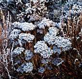 SEDUM SPECTABILE (ICE PLANT) COVERED IN FROST. WOLLERTON OLD HALL  SHROPSHIRE