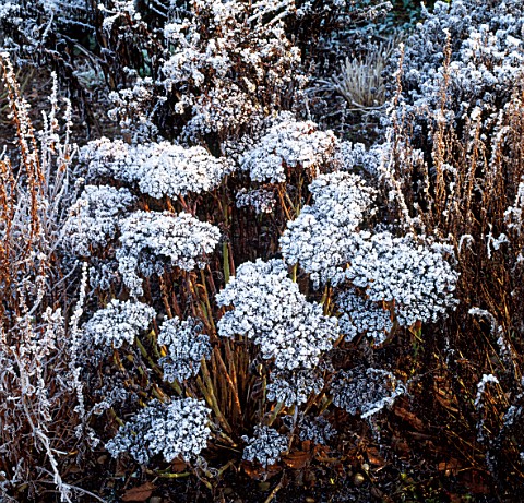 SEDUM_SPECTABILE_ICE_PLANT_COVERED_IN_FROST_WOLLERTON_OLD_HALL__SHROPSHIRE