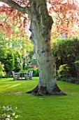 GRANGE COURT  GUERNSEY: COPPER BEACH TREE IN LAWN WITH WOODEN TABLE AND CHAIRS