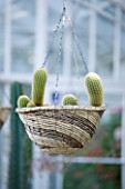 GRANGE COURT  GUERNSEY: RESTORED GLASSHOUSE WITH CACTUS IN HANGING BASKET