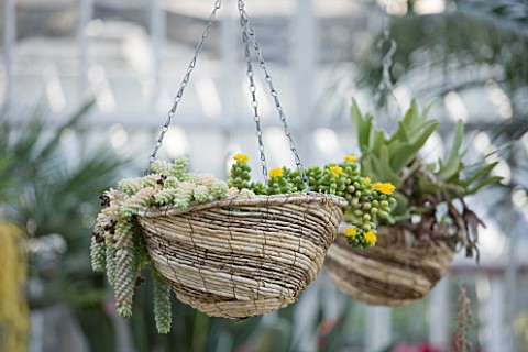 GRANGE_COURT__GUERNSEY_RESTORED_GLASSHOUSE_WITH_CACTUS_IN_HANGING_BASKETS