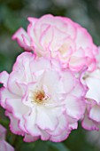 GRANGE COURT  GUERNSEY: CLIMBING ROSE - ROSA HANDEL  GROWING IN THE GLASSHOUSE