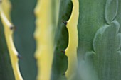 MILLE FLEURS  GUERNSEY: CLOSE UP OF AGAVE AMERICANA