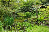 MILLE FLEURS  GUERNSEY: POND/ POOL WITH TREE FERNS IN THE WOODLAND