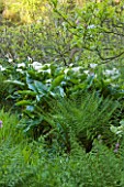 MILLE FLEURS  GUERNSEY: FERNS AND ARUM LILIES - ZANTEDESCHIA AETHIOPICA IN THE WOODLAND