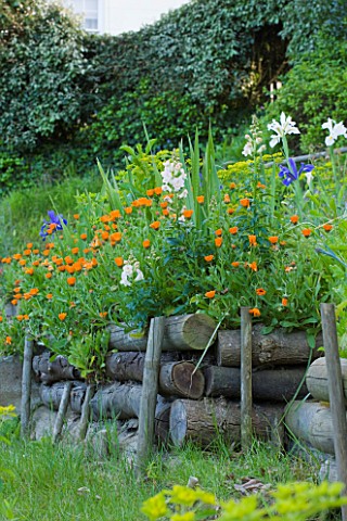 MILLE_FLEURS__GUERNSEY_RAISED_BED_WITH_DUTCH_IRIS_AND_CALIFORNIAN_POPPIES