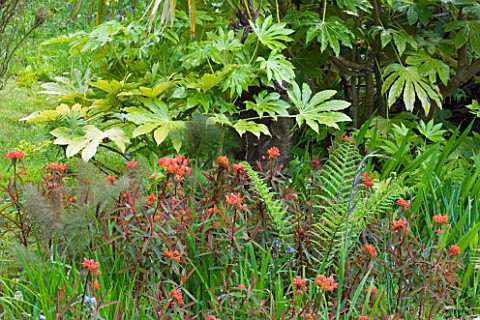 MILLE_FLEURS__GUERNSEY_FATSIA__FERNS_AND_EUPHORBIA_GRIFFITHII_DIXTER_BY_THE_SWIMMING_POOL