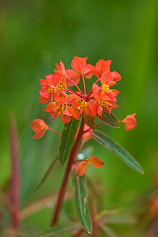 MILLE_FLEURS__GUERNSEY_CLOSE_UP_OF_EUPHORBIA_GRIFFITHII_DIXTER