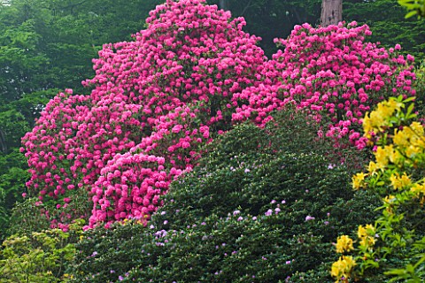 STOURHEAD_GARDEN__WILTSHIRE_NATIONAL_TRUST_MAY_2012__MASSIVE_PINK_RHODODENDRON_BEHIND_THE_TEMPLE_OF_