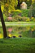 STOURHEAD LANDSCAPE GARDEN  WILTSHIRE: THE NATIONAL TRUST. MAY 2012 - CANADA GEESE FEEDING IN FRONT OF THE LAKE WITH TREES REFLECTED - TEMPLE OF APOLLO BEHIND