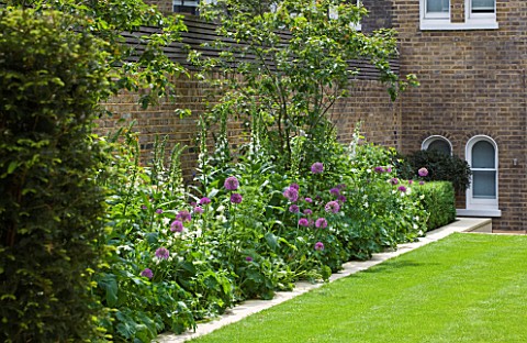 DESIGNER_BUTTER_WAKEFIELD__LONDON_SMALL_CITY_GARDEN_WITH_LAWN_AND_BORDER_PLANTED_WITH_ALLIUM_PURPLE_