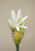 DESIGNER BUTTER WAKEFIELD  LONDON: CLOSE UP OF THE EMERGING BUD OF THE WHITE FLOWER OF AGAPANTHUS WHITNEY