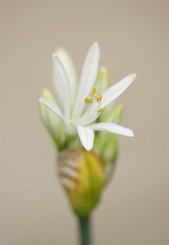DESIGNER_BUTTER_WAKEFIELD__LONDON_CLOSE_UP_OF_THE_EMERGING_BUD_OF_THE_WHITE_FLOWER_OF_AGAPANTHUS_WHI