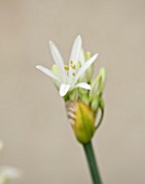DESIGNER BUTTER WAKEFIELD  LONDON: CLOSE UP OF THE EMERGING BUD OF THE WHITE FLOWER OF AGAPANTHUS WHITNEY
